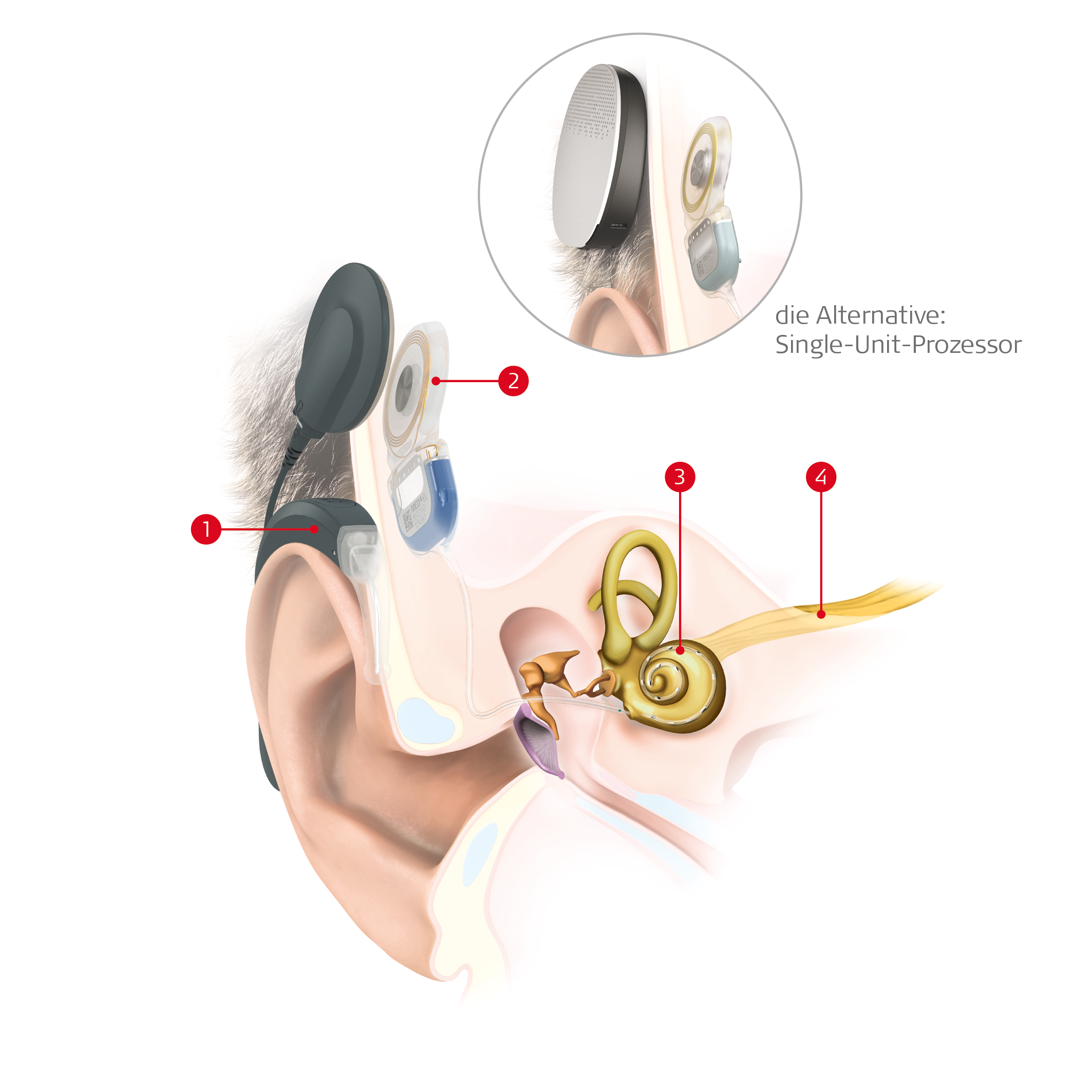 SYNCHRONY Anatomy Beschriftungen