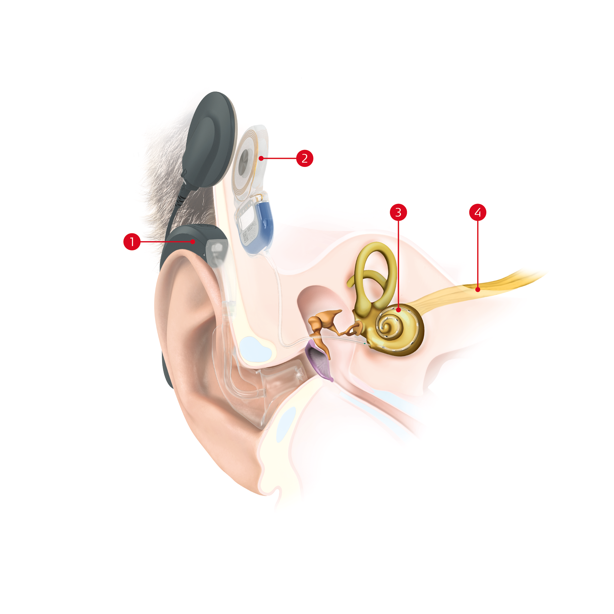 SYNCHRONY EAS Anatomy Beschriftungen